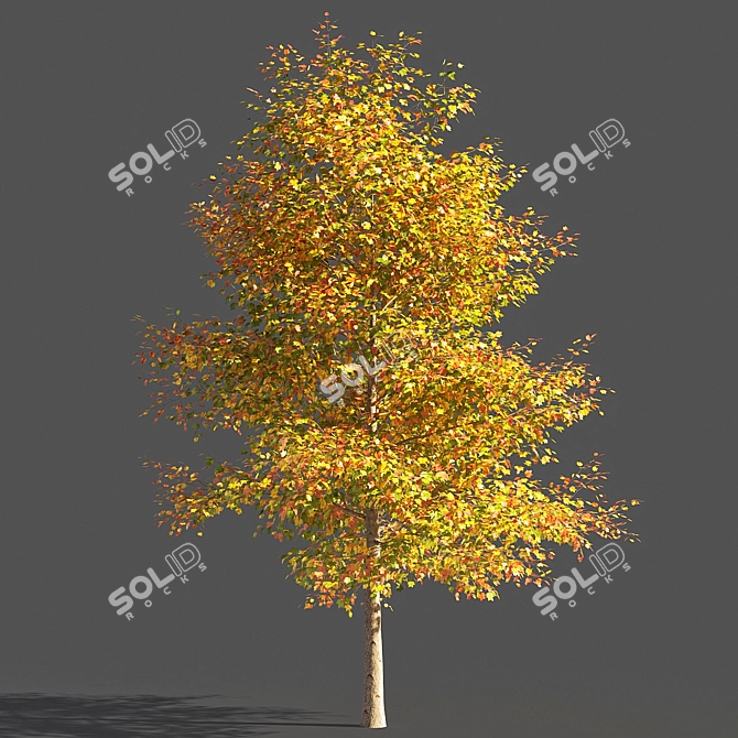  Majestic Tulip Tree: 3D Model 3D model image 1