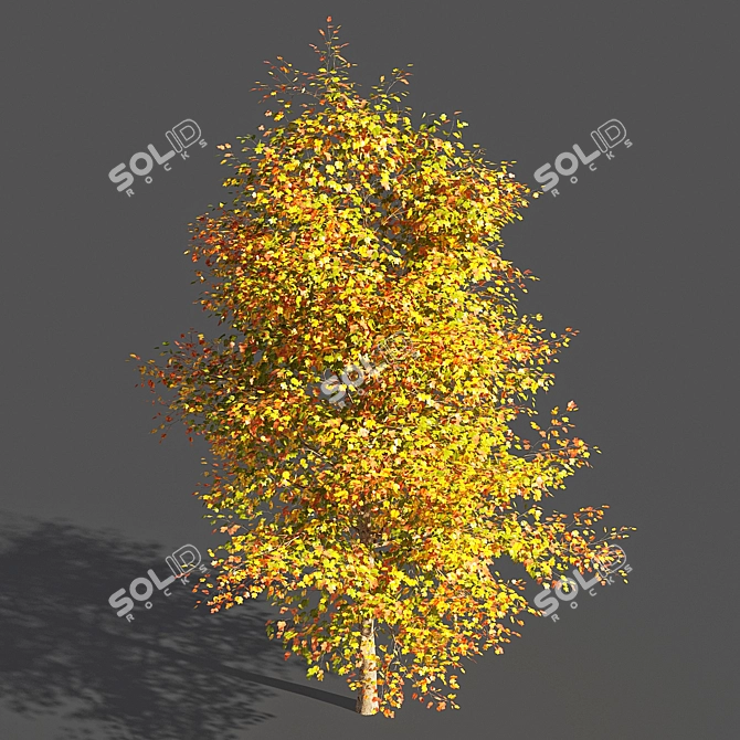  Majestic Tulip Tree: 3D Model 3D model image 2