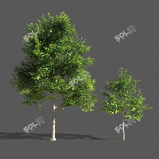 Blooming Tulip Tree Sculpture 3D model image 1