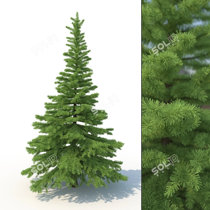 Spruce Tree 3D Model: Highly Detailed, Realistic 3D model image 1