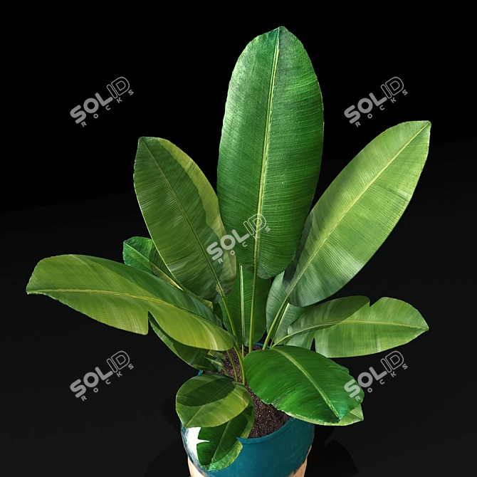 Tropical Bliss: Ceramic Banana Tree 3D model image 2