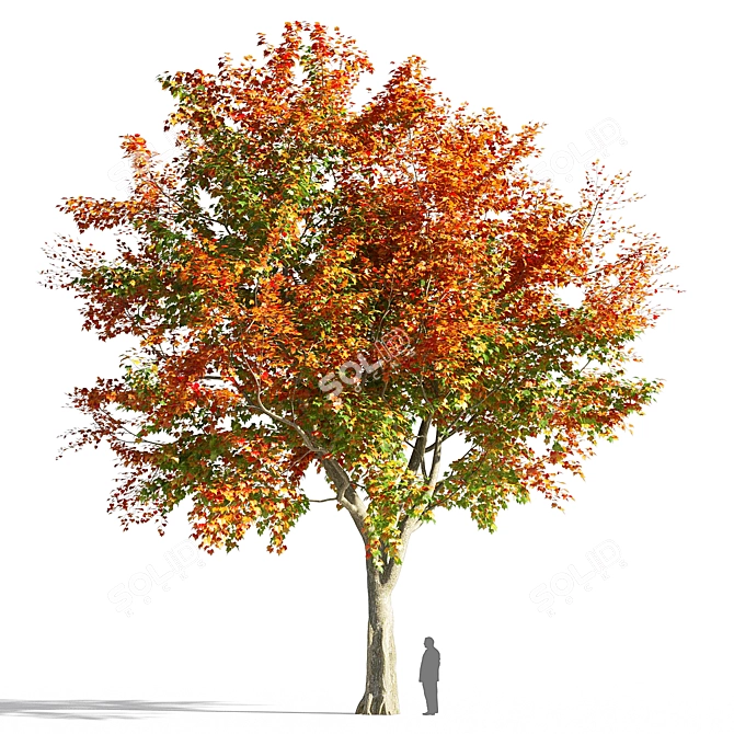 Maple Tree 3D Model: Realistic, High-Quality 3D model image 1