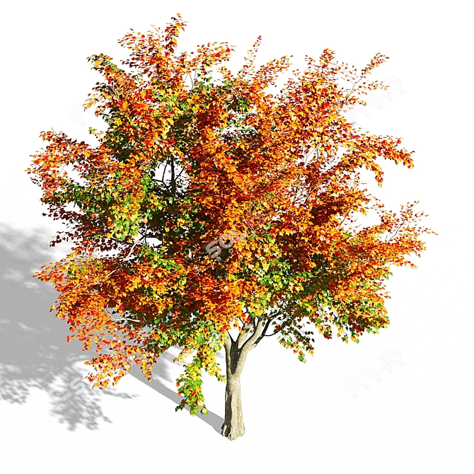 Maple Tree 3D Model: Realistic, High-Quality 3D model image 2