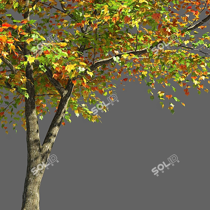  Majestic Maple Tree Sculpture 3D model image 3