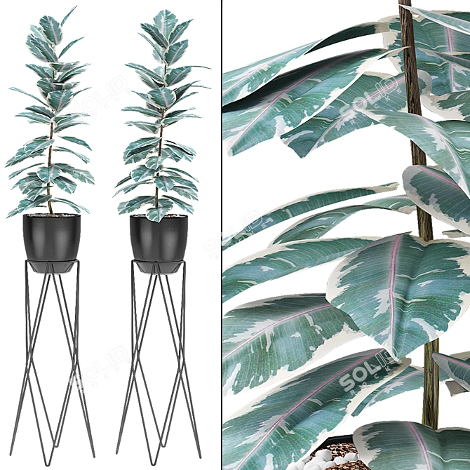 Exotic Palm Tree in Flowerpot 3D model image 2