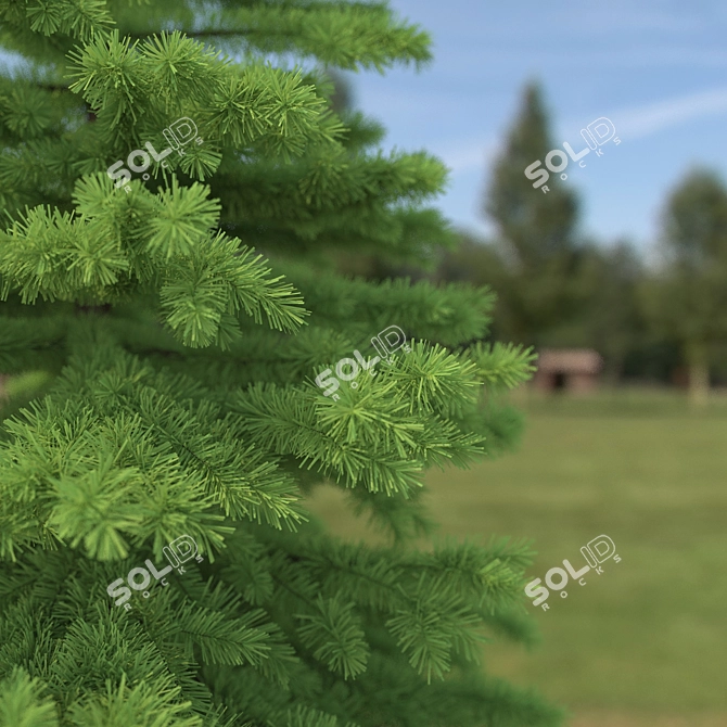 Realistic Spruce Tree 3D Model 3D model image 2