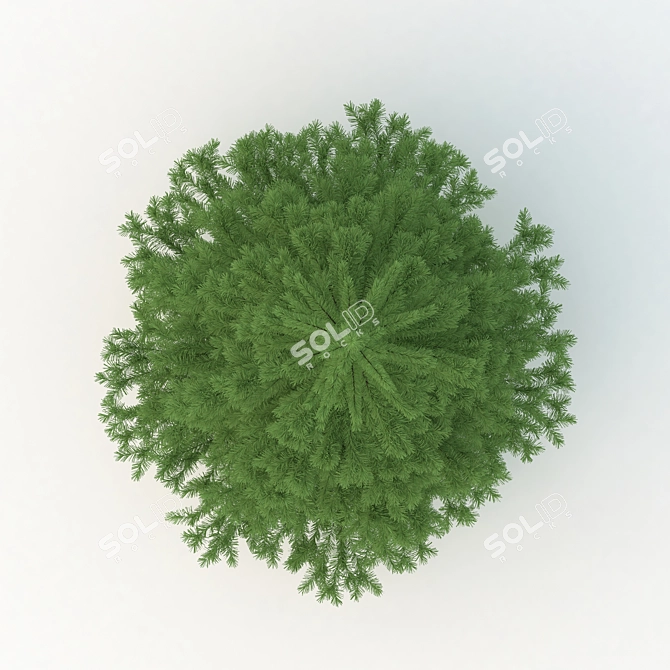 Realistic Spruce Tree 3D Model 3D model image 3