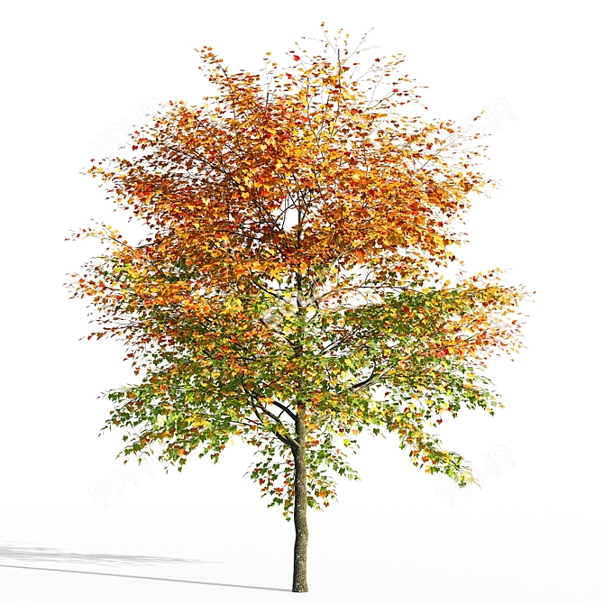 Maple 3D Model - High Detail 3D model image 1