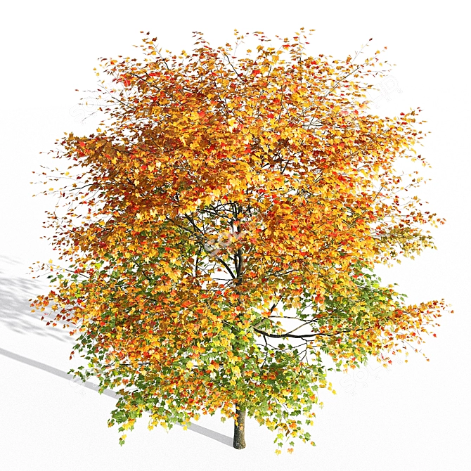 Maple 3D Model - High Detail 3D model image 2