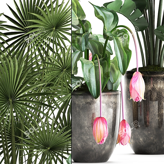Exotic Plant Collection: Palm, Banana, Raphis 3D model image 2