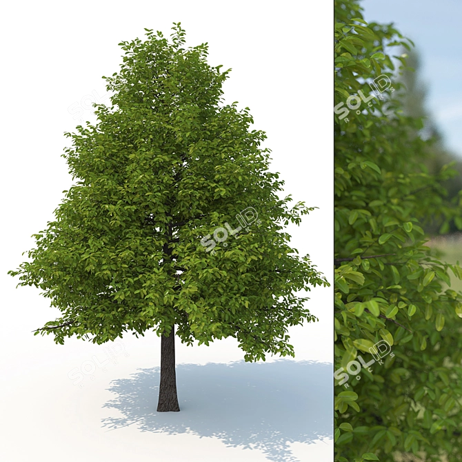 Woodland Nyssa No. 1 3D Model 3D model image 1