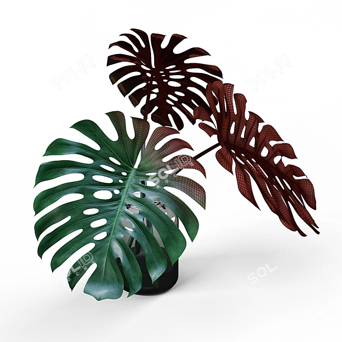 Monstera Vase: Modern Design Planter 3D model image 3