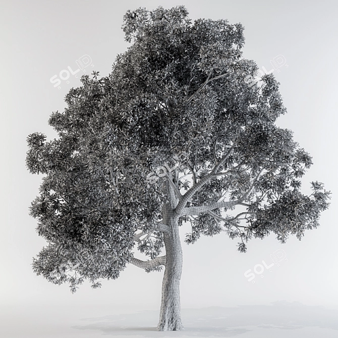 8 Colorful Leaves Broadleaf Tree 3D model image 3