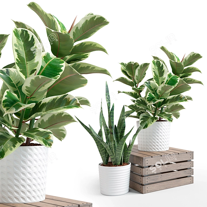 Trio of Beautiful Foliage Plants 3D model image 2