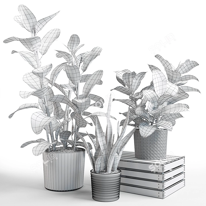 Trio of Beautiful Foliage Plants 3D model image 3