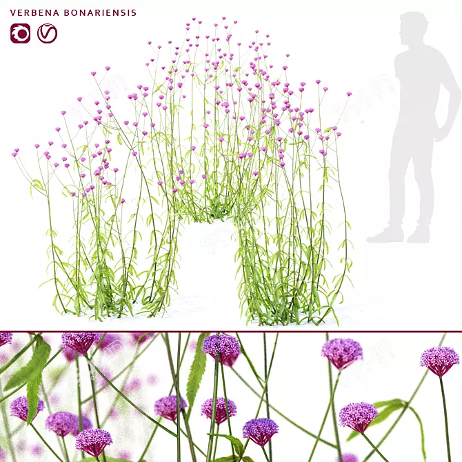 Elevated Verbena Bonar Flowers 3D model image 1