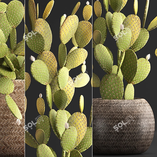 Exotic Cactus Set for Indoor Decor 3D model image 2