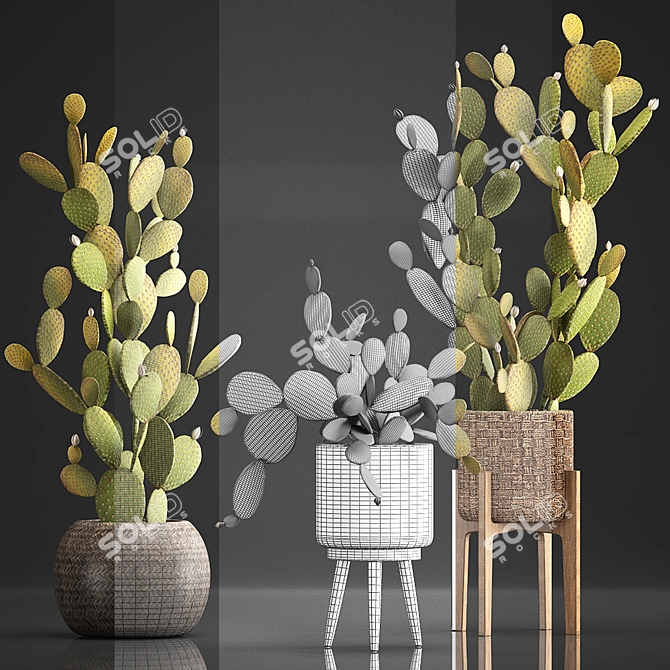 Exotic Cactus Set for Indoor Decor 3D model image 3