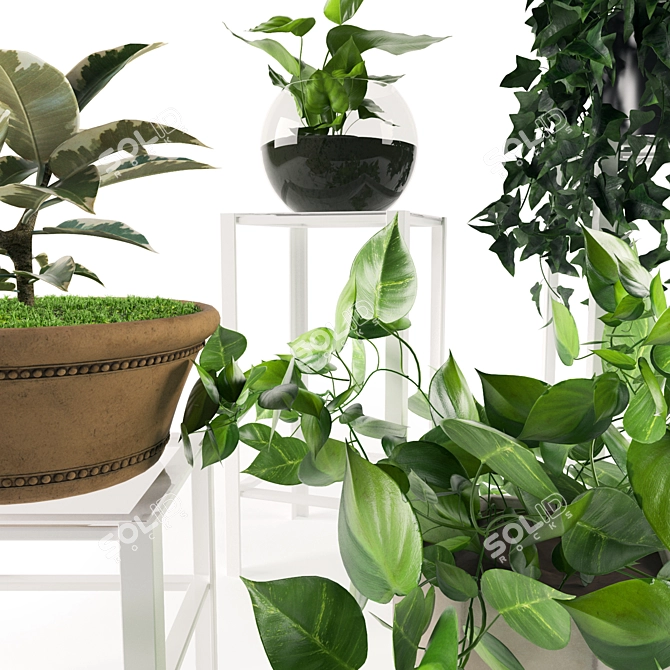 Lush Green Indoor Plant Collection 3D model image 2