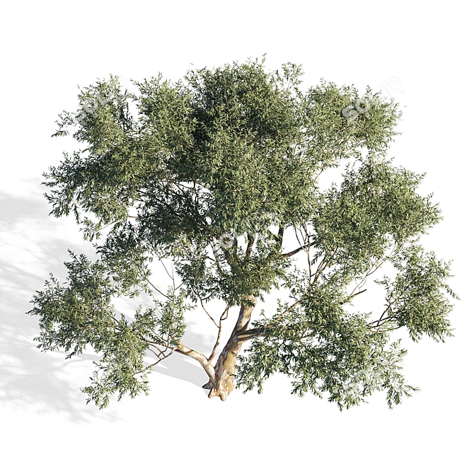 Elegant Eucalyptus 6: Stylish 3D Model 3D model image 2