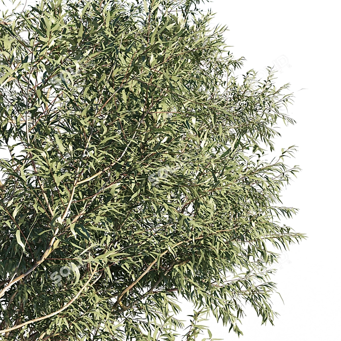 Elegant Eucalyptus 6: Stylish 3D Model 3D model image 3