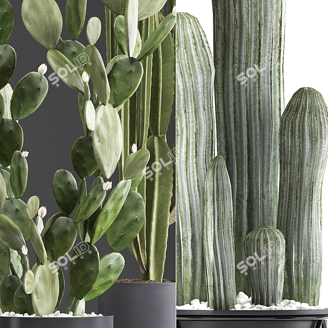 Exotic Cactus Collection: 376 Varieties 3D model image 2