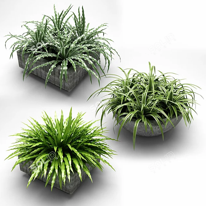 Greening your space: Plants in Flower Pots 3D model image 1