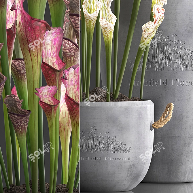 Exotic Sarracenia Plant Collection 3D model image 2