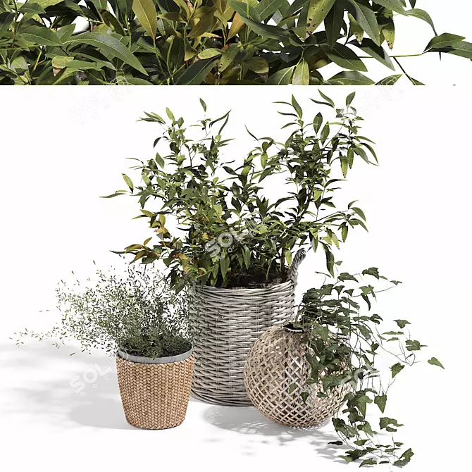 Indoor Plants in Baskets 3D model image 1