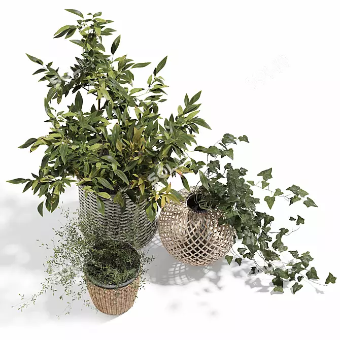 Indoor Plants in Baskets 3D model image 2