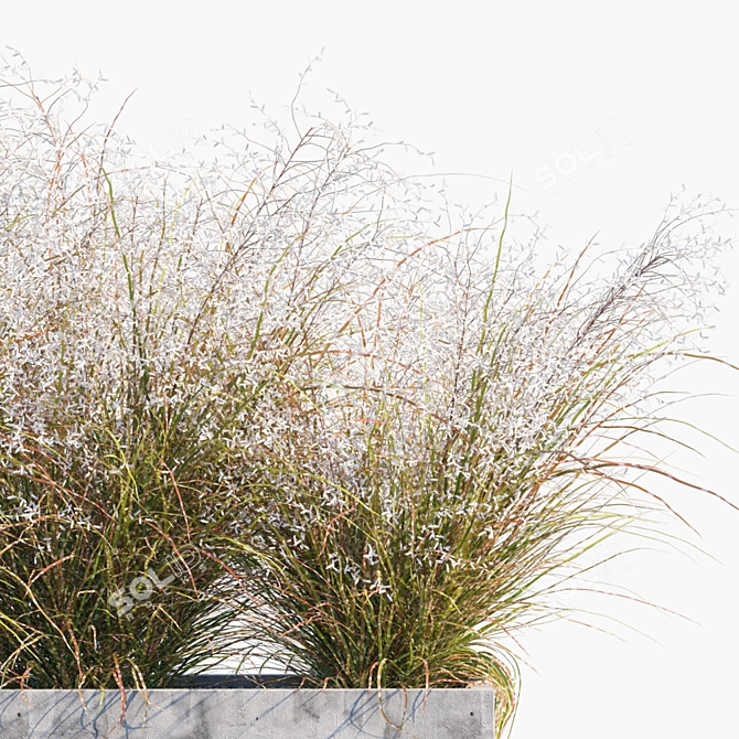 Flowering Miscanthus: Yard & Outdoor Plant 3D model image 2