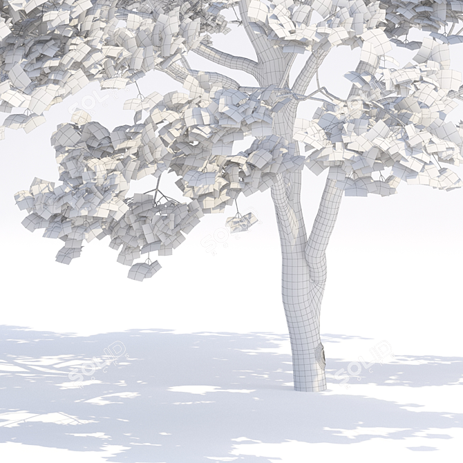 Manchu Maple Tree: Lifelike and Exquisite 3D model image 2