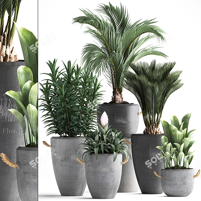 Exotic Houseplant Collection 3D model image 1