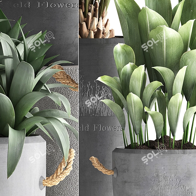 Exotic Houseplant Collection 3D model image 2