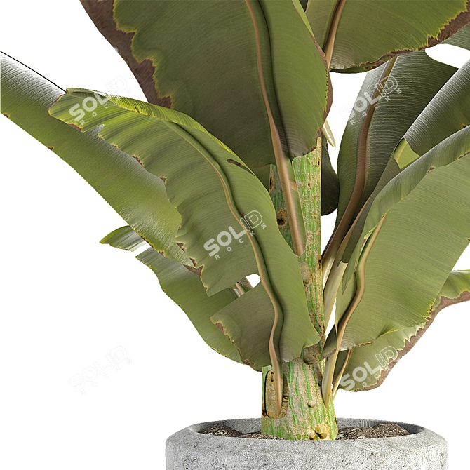 Exotic Flowerpot Plant: Tropical Elegance 3D model image 2