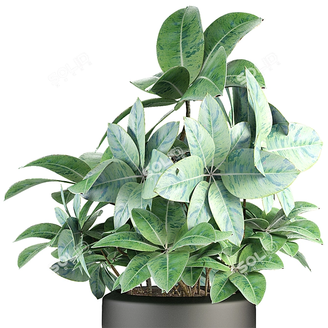 Tropical Exotic Plant in Flowerpot 3D model image 2