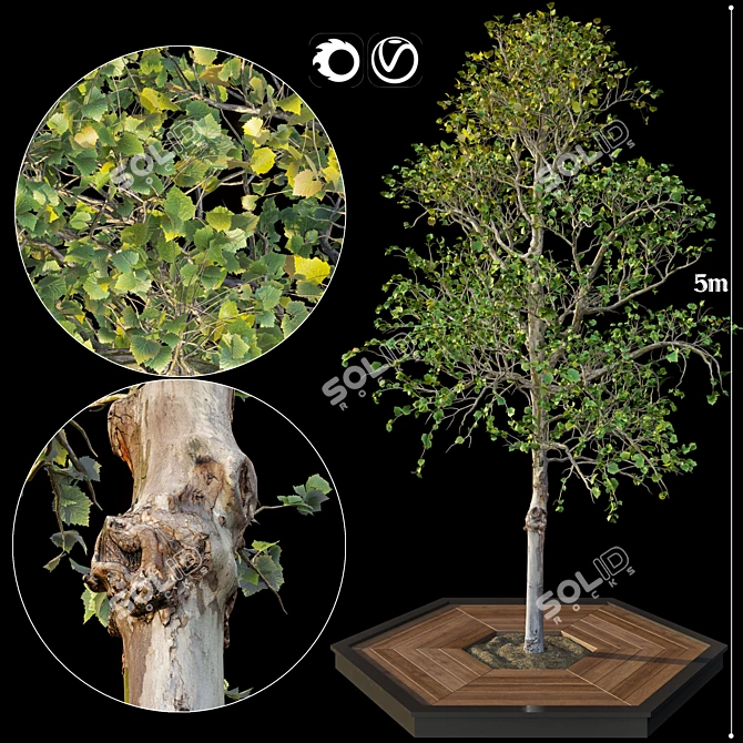 Realistic Tree Model for V-Ray & Corona 3D model image 1