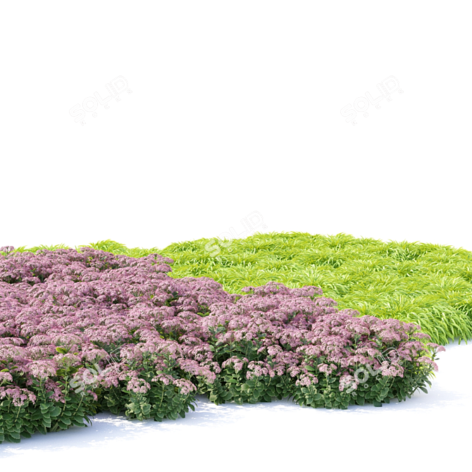 Sedum Stonecrop: Vibrant Blooms for Your Garden 3D model image 3