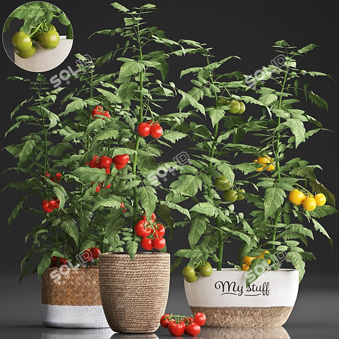 Title: Exotic Tomato - Indoor Plant Collection 3D model image 1