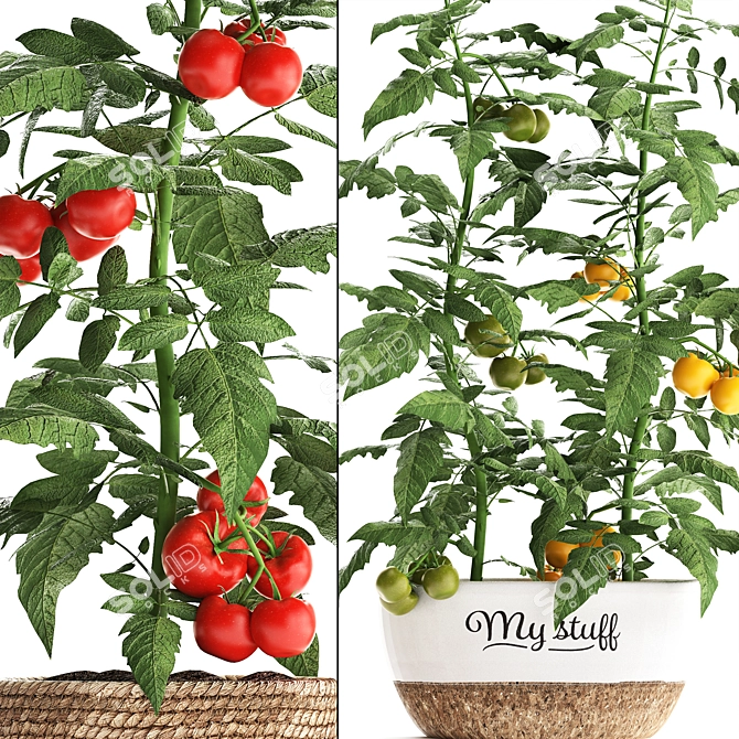 Title: Exotic Tomato - Indoor Plant Collection 3D model image 2