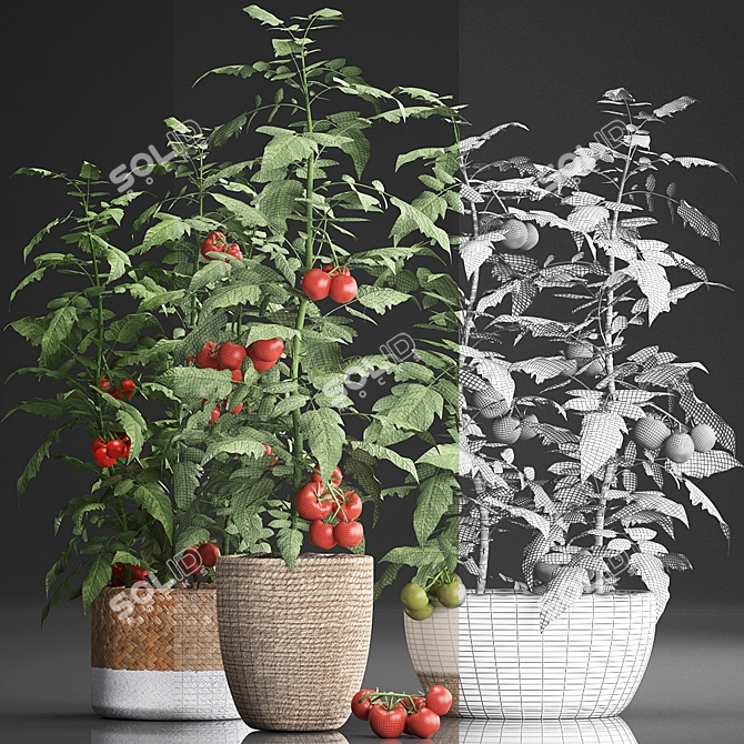 Title: Exotic Tomato - Indoor Plant Collection 3D model image 3