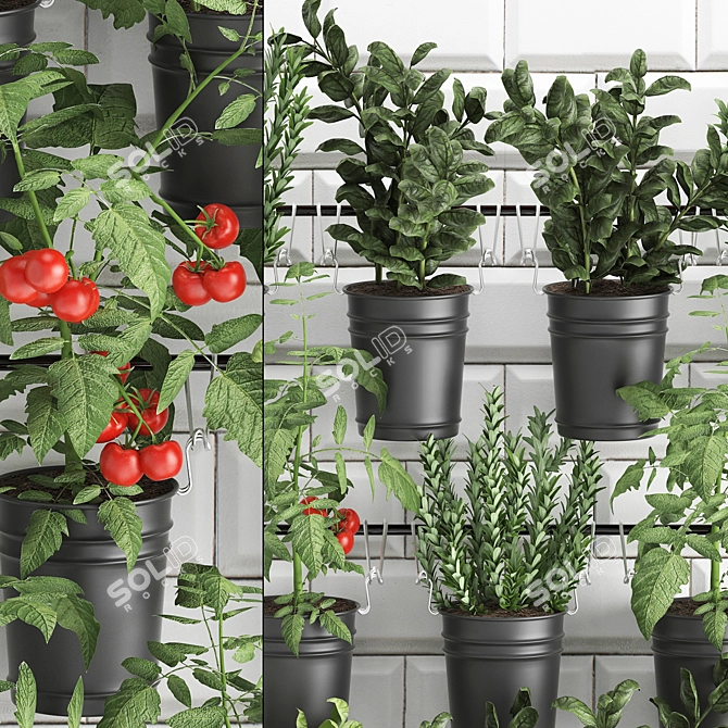 Vertical Greenery Collection: Rosemary, Tomato, Basil 3D model image 2