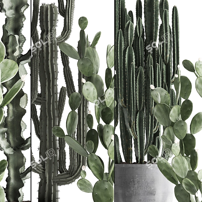 Exotic Cacti Collection 3D model image 2