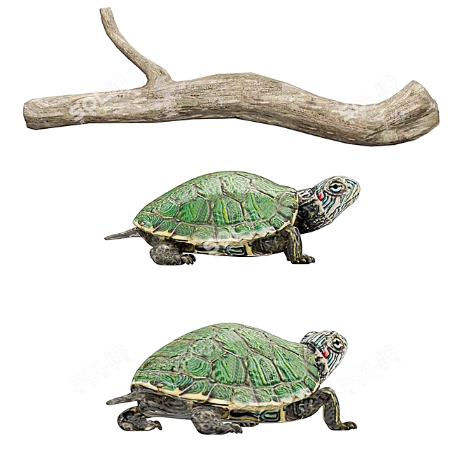 Reptile Haven: Turtle Terrarium 3D model image 2