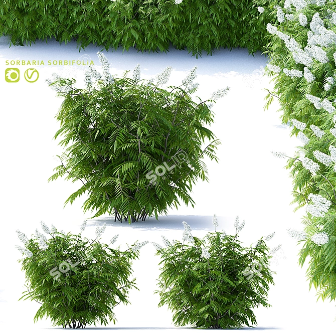 Fieldfare Mountain Ash Bushes | Sorbaria Sorbifolia 3D model image 1