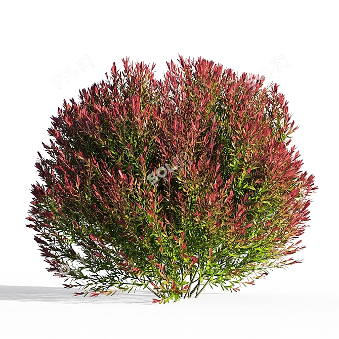 Elegant Melaleuca Claret Tops 3D model image 2