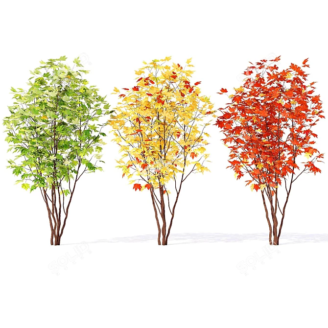 European Maple Tree for Sale 3D model image 1