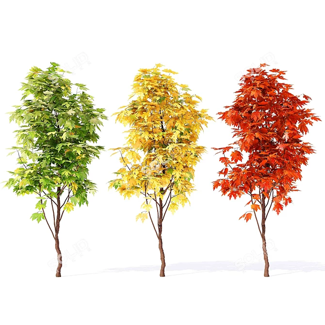 European Maple Tree - Acer Campestre 3D model image 1