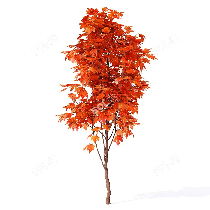 European Maple Tree - Acer Campestre 3D model image 3