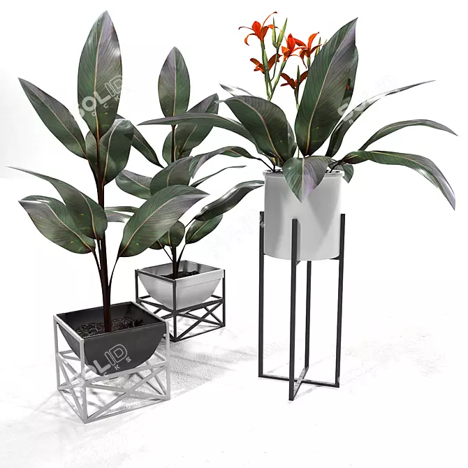 Lush Canna Plant Duo 3D model image 1